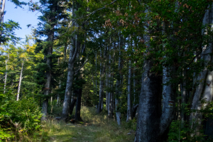Bukový vrch a Žobrák z Krížov (Čergov)