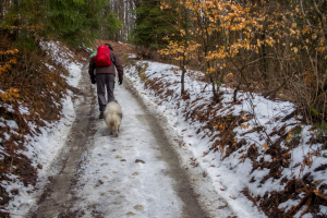 Veľká Javorina cez Čergov z Majdanu (Čergov)