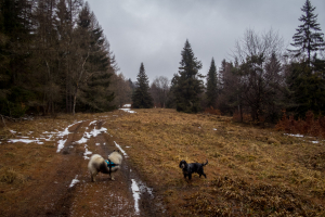 Veľká Javorina cez Čergov z Majdanu (Čergov)