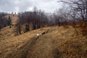 Veľká Javorina cez Čergov z Majdanu (Čergov)