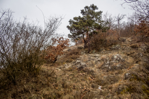 Kapušiansky hrad a hradný vrch z Kapušian (Šariš)
