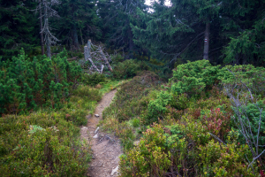 Babia hora z Pasekov (Oravské Beskydy)
