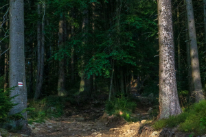 Babia hora z Pasekov (Oravské Beskydy)