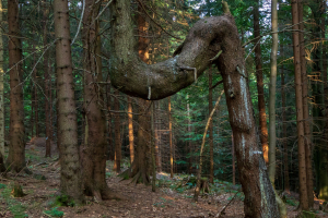 Babia hora z Pasekov (Oravské Beskydy)