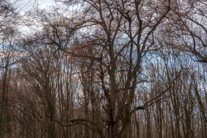 Hrad Šariš z Veľkého Šariša (Šariš)