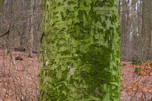 Hrad Šariš z Veľkého Šariša (Šariš)