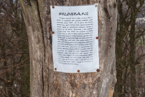 Hrad Šariš z Veľkého Šariša (Šariš)