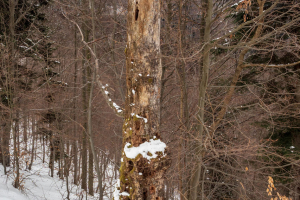 Minčol z Kamenice (Čergov)