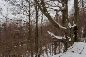 Minčol z Kamenice (Čergov)