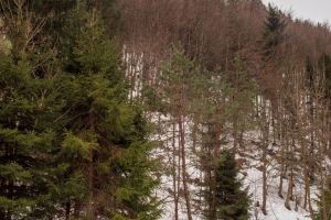 Minčol z Kamenice (Čergov)