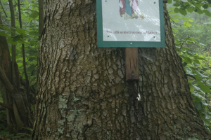 Sedlo Žobrák z  Hertníka (Čergov)
