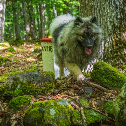 Fairy pod Kojšovou hoľou - Veľký Milič