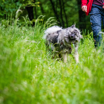 Fairy pod Kojšovou hoľou sušiaca sa