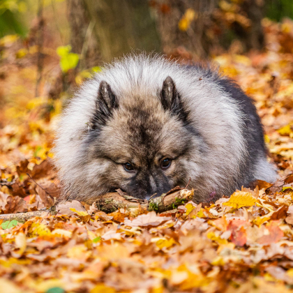 Fairy pod Kojšovou hoľou, Bankov