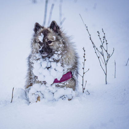 Fairy pod Kojšovou hoľou, Bankov