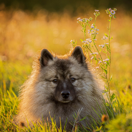 Fairy pod Kojšovou holou, Bankov