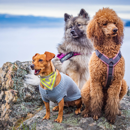 Fairy pod Kojšovou hoľou, Bisa Amor'et Sol Vitae a Bruno
