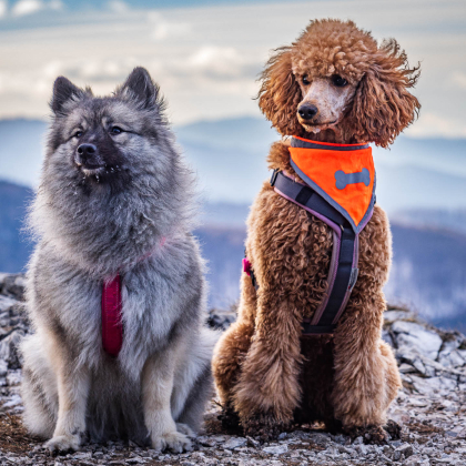 Fairy pod Kojšovou hoľou, Bisa Amor'et Sol Vitae na Folkmarskej skale
