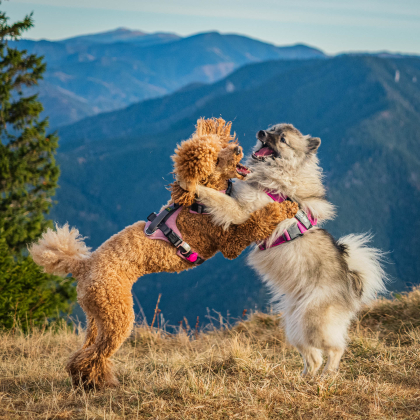 Fairy pod Kojšovou hoľou a Bisa Amor'et Sol Vitae, Poludnica
