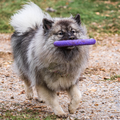 Fairy pod Kojšovou hoľou