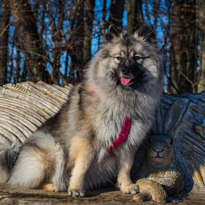 Fairy pod Kojšovou hoľou, Bankov
