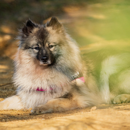 Fairy pod Kojšovou hoľou, Bankov