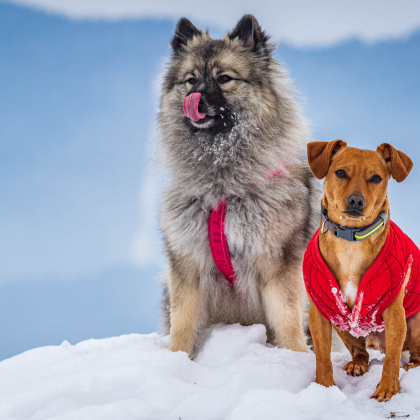 Fairy pod Kojšovou hoľou, Bruno, Dreveník