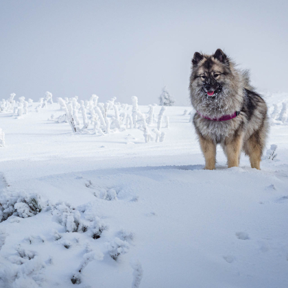 Fairy pod Kojšovou hoľou, Minčol