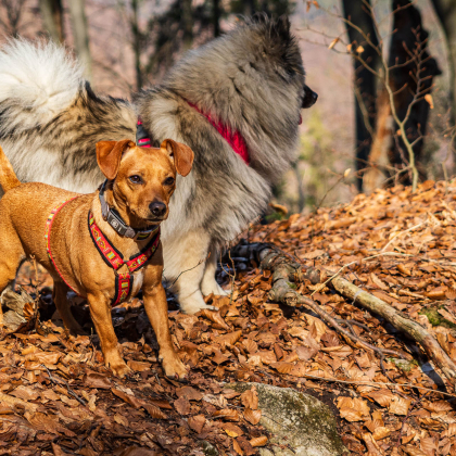 Fairy pod Kojšovou hoľou, Bruno