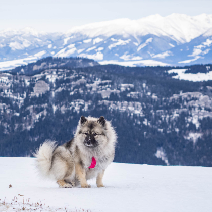 Fairy pod Kojšovou hoľou na Rovnej holi