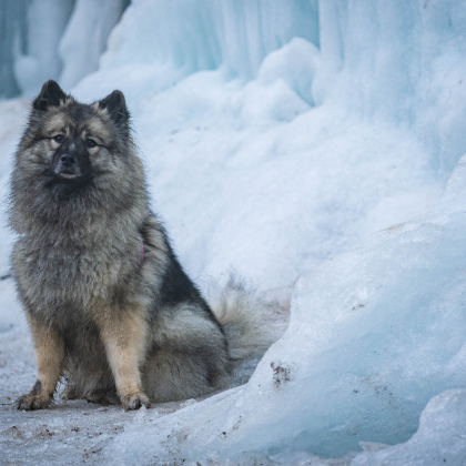 Fairy pod Kojšovou hoľou, Šikľavá skala & Markušovský skalný hríb