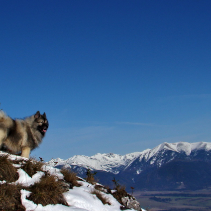 V pozadí Západné Tatry