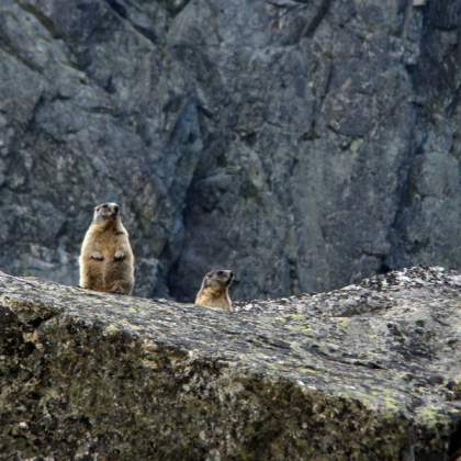 svišť vrchovský tatranský (Marmota marmota latirostris)