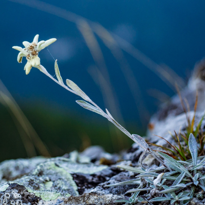 plesnivec alpínsky Leontopodium alpinum Cass.