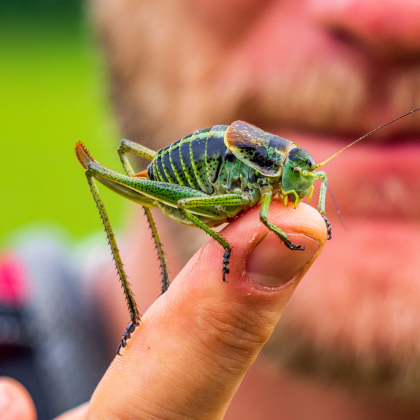 kobylka zúbkatá /Polysarcus denticauda/ pod Kravcovou