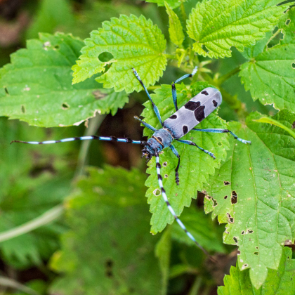 Fúzač alpský (Rosalia alpina)