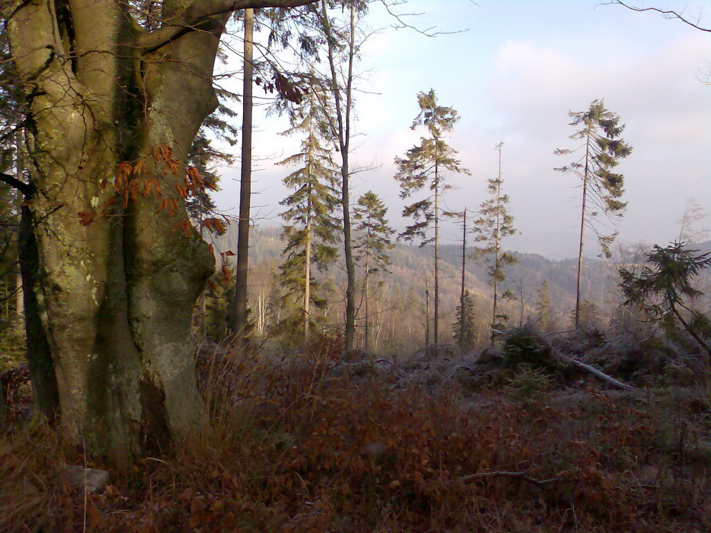 Lačnovský kaňon (Branisko)