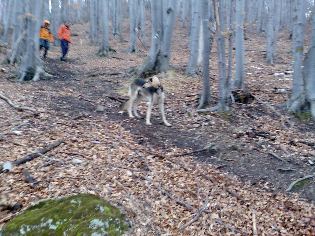 Folkmarské skaly (Volovské vrchy)