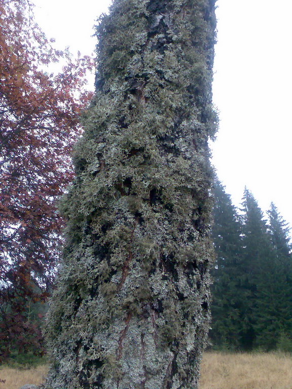 Krakova hoľa z Lúčok (Nízke Tatry)