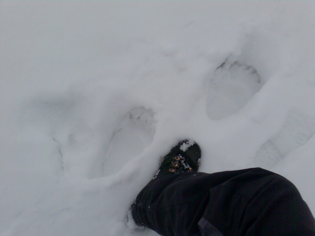 Kráľova hoľa zo Šumiaca (Nízke Tatry)