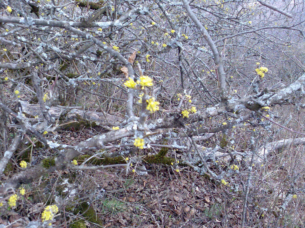 Muránsky hrad (Muránska planina)