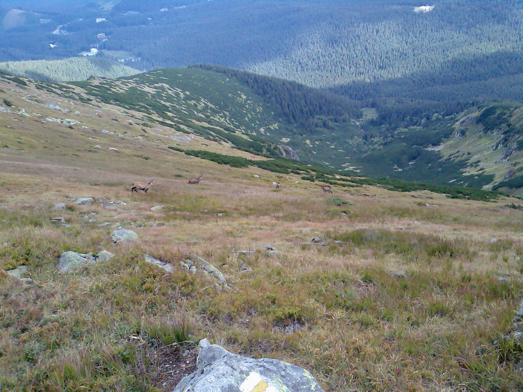 Poľana (Nízke Tatry)