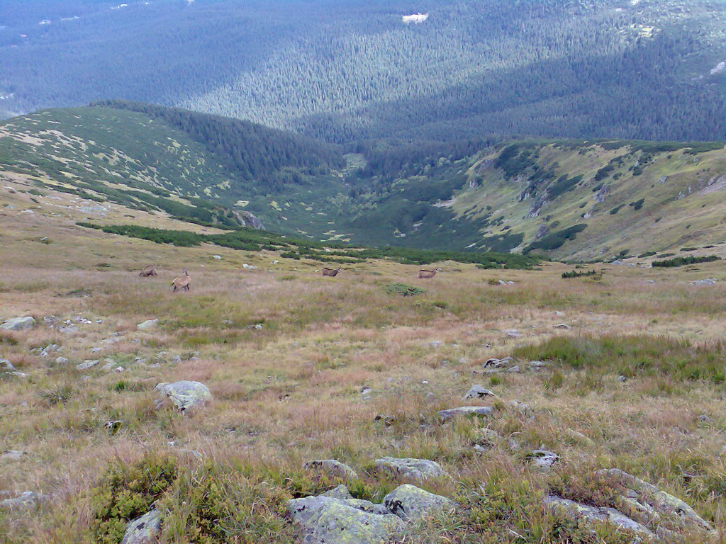 Poľana (Nízke Tatry)