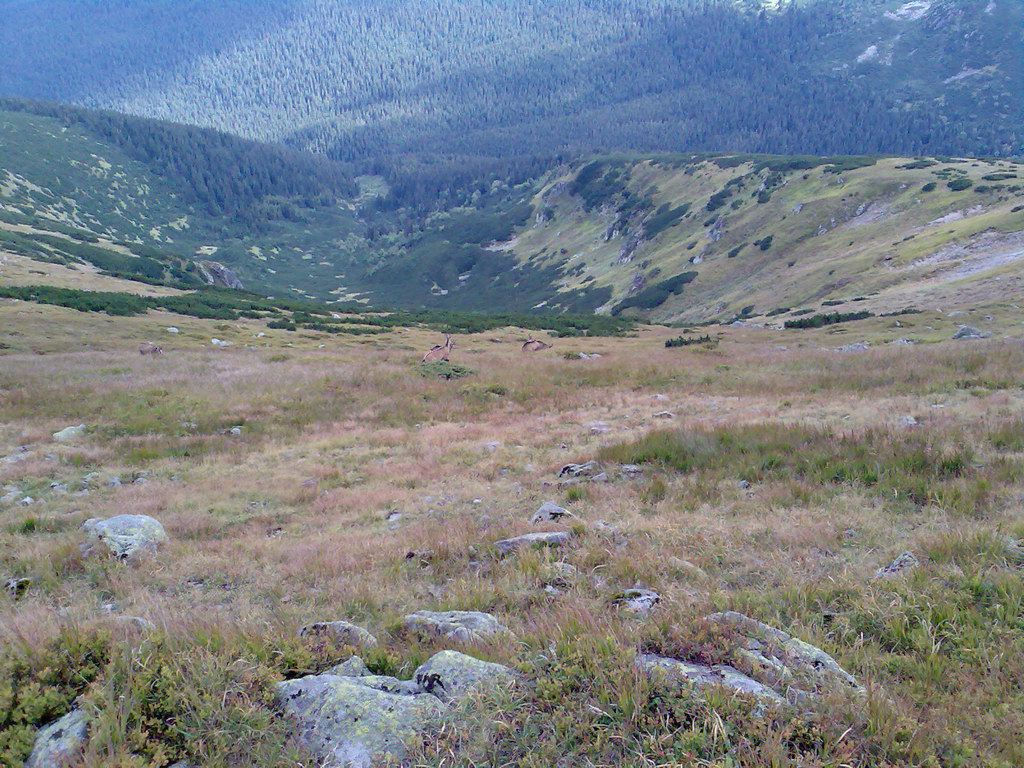 Poľana (Nízke Tatry)