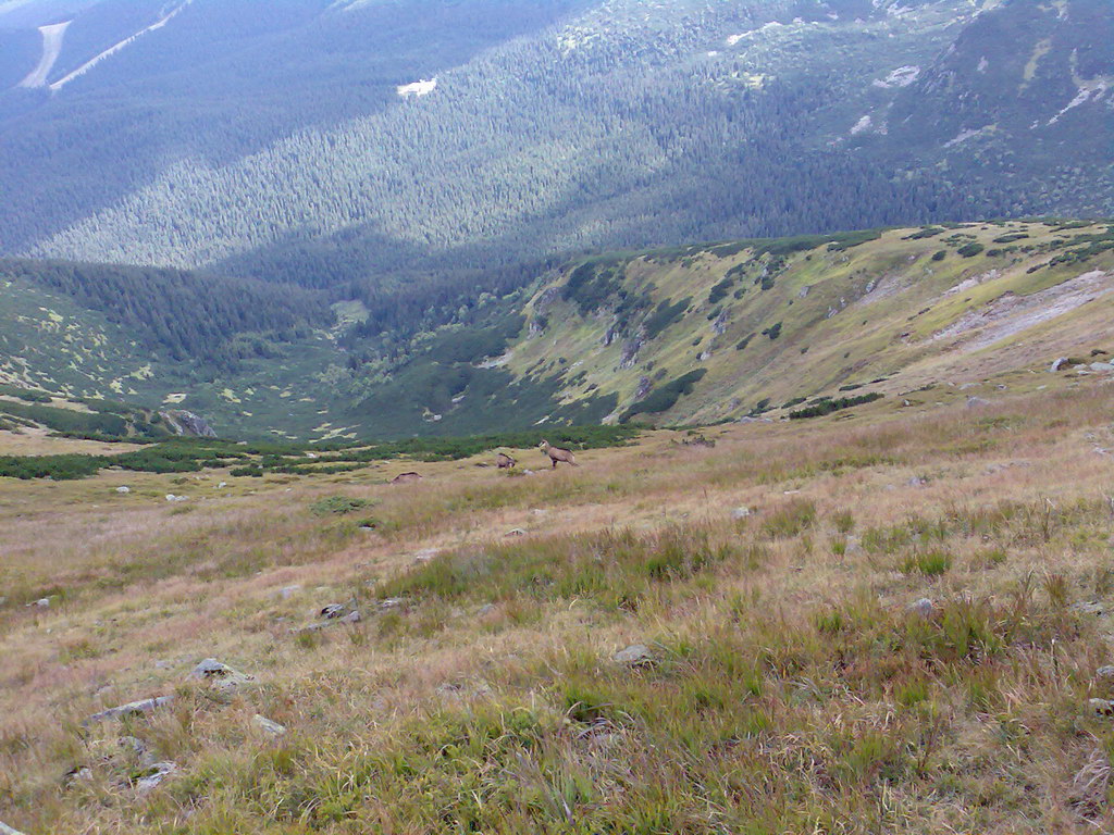 Poľana (Nízke Tatry)