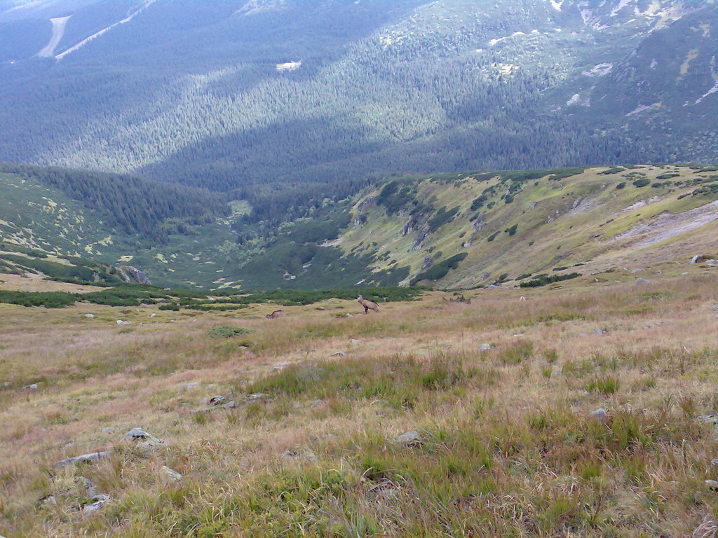 Poľana (Nízke Tatry)