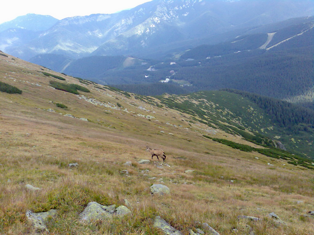 Poľana (Nízke Tatry)