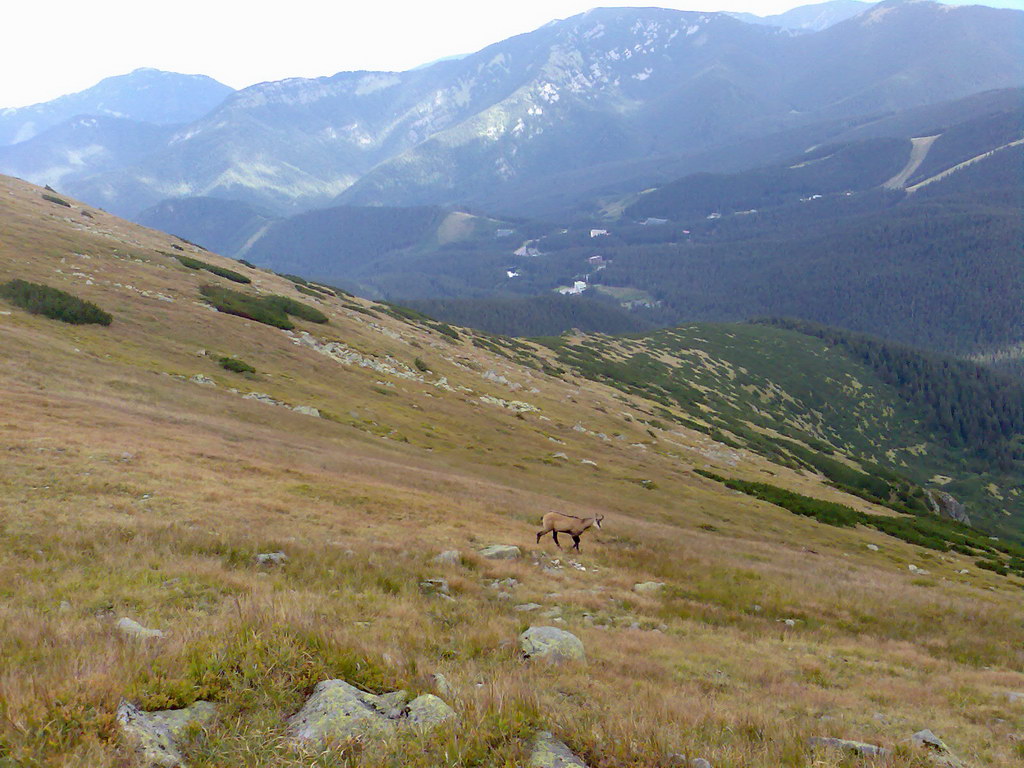 Poľana (Nízke Tatry)