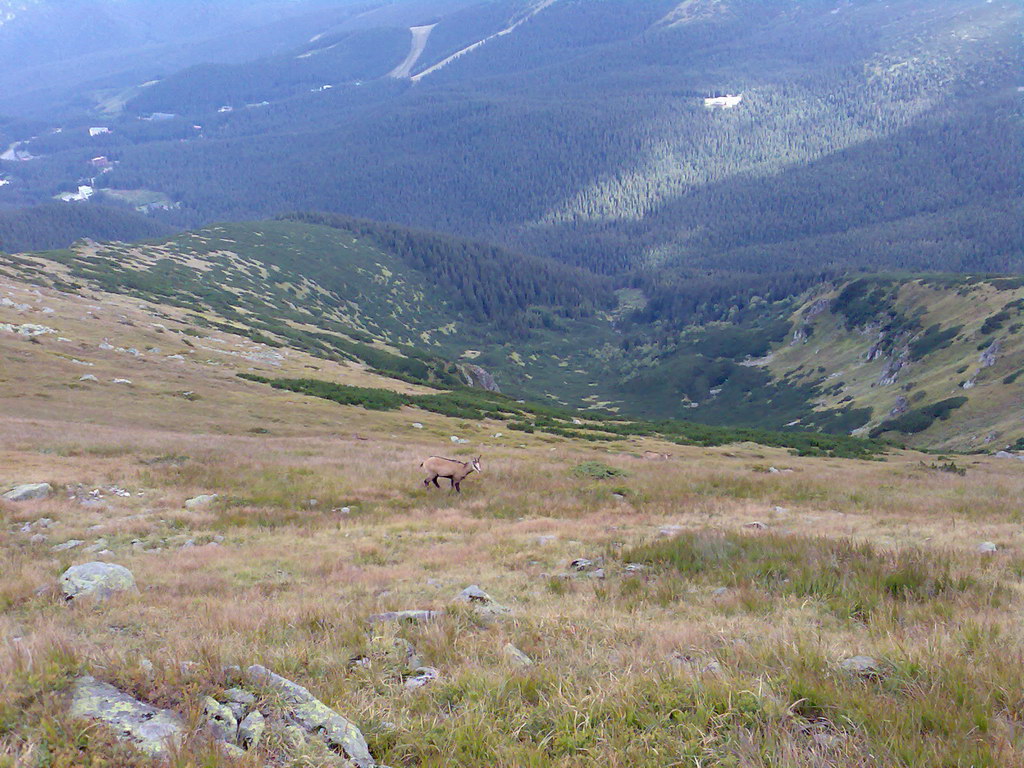 Poľana (Nízke Tatry)