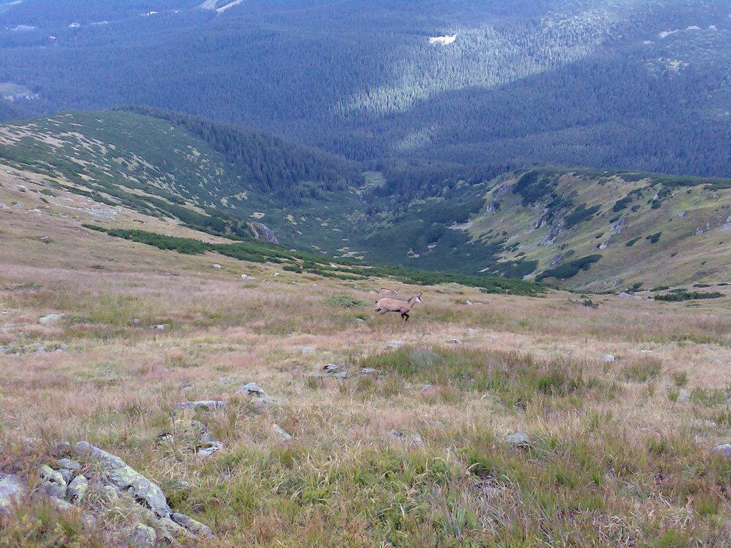 Poľana (Nízke Tatry)